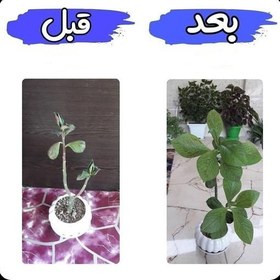 کود محرک رشد گیاهان آپارتمانی ۱۲۰ml | محرک رشد و تقویت ریشه