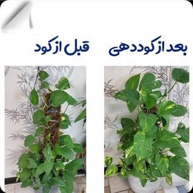 کود محرک رشد گیاهان آپارتمانی ۱۲۰ml | محرک رشد و تقویت ریشه